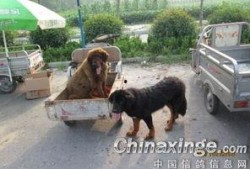 沛县狗市爆料事件最新,真相与争议交织，宠物市场乱象引发社会关注