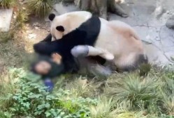 熊猫饲养员最新爆料信息,饲养员最新爆料揭示国宝日常